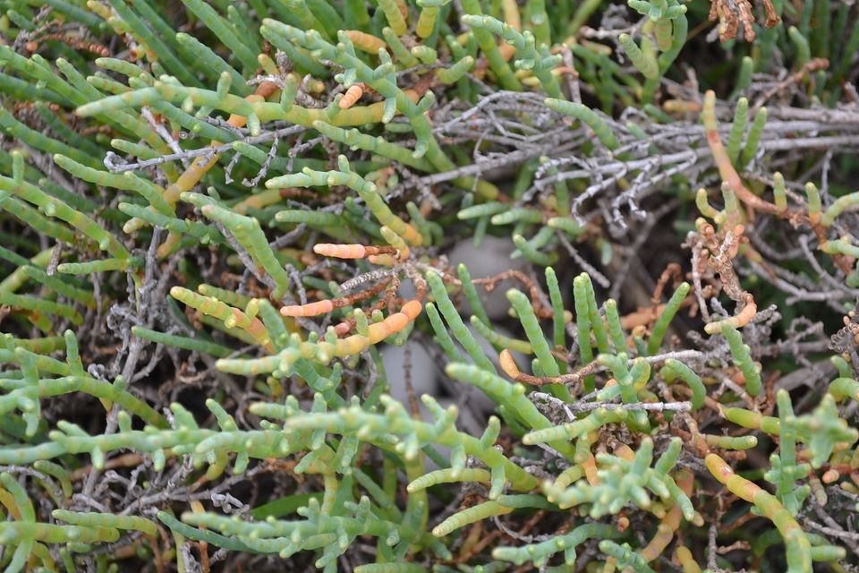 Lisa Cox/USFWS, Pacific Southwest Region, Sacramento CA, Public Domain